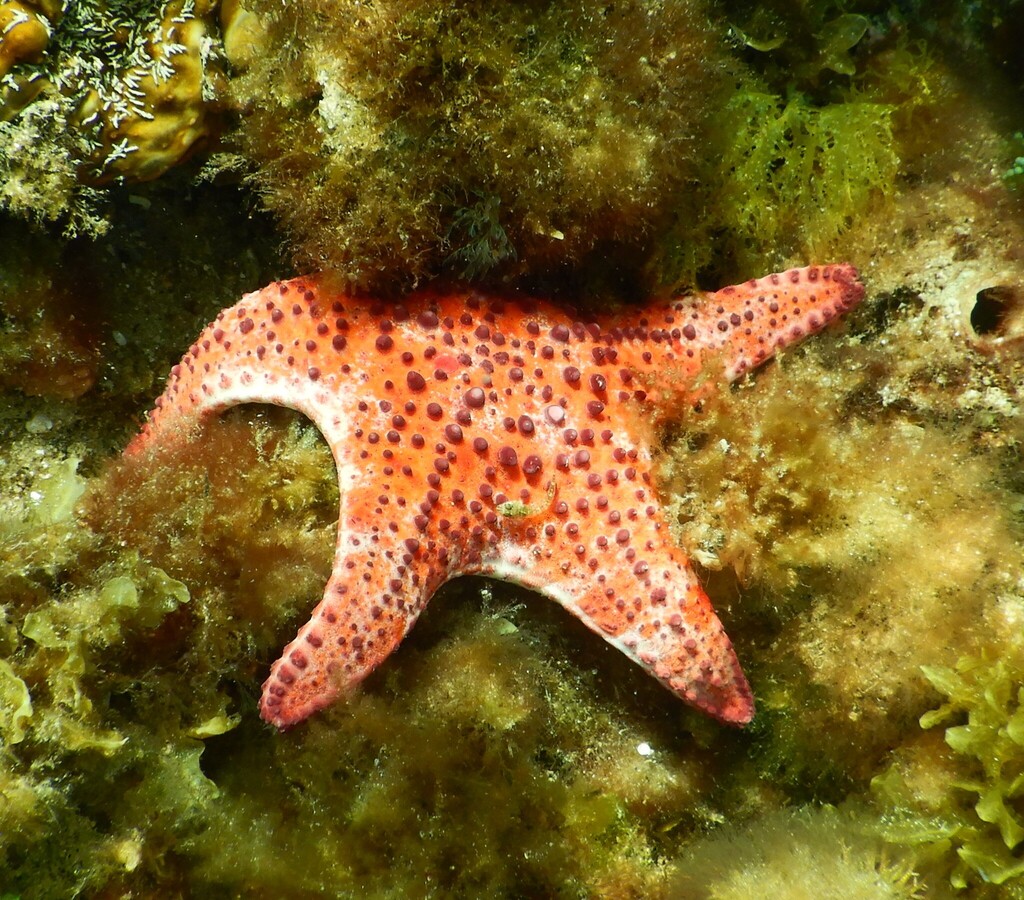 Brick Red Sea Star