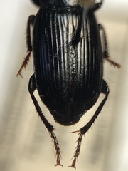 Harpalus