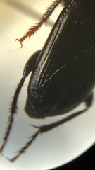 Harpalus