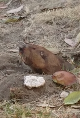 Cratogeomys merriami