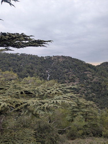 Cedrus brevifolia, photograph 6