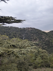 Cedrus brevifolia, photograph (c) Marios Thoma, some rights reserved (CC BY)