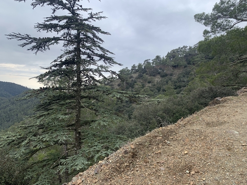 Cedrus brevifolia, photograph 5