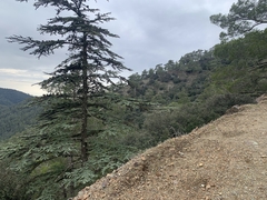 Cedrus brevifolia, photograph (c) Marios Thoma, some rights reserved (CC BY)