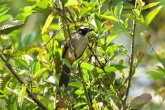 Saltator atripennis