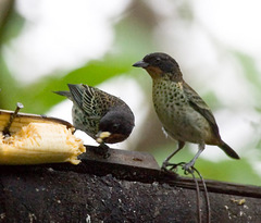 Ixothraupis rufigula