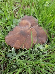 Fungi