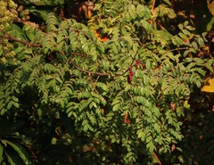 Moullava spicata