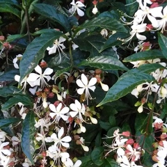 Clerodendrum schmidtii