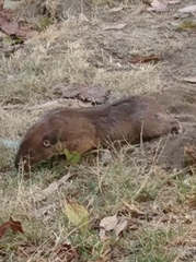 Cratogeomys merriami