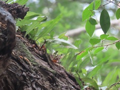 Microgramma mauritiana