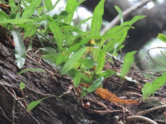 Microgramma mauritiana