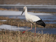 Oriental Stork photo 2