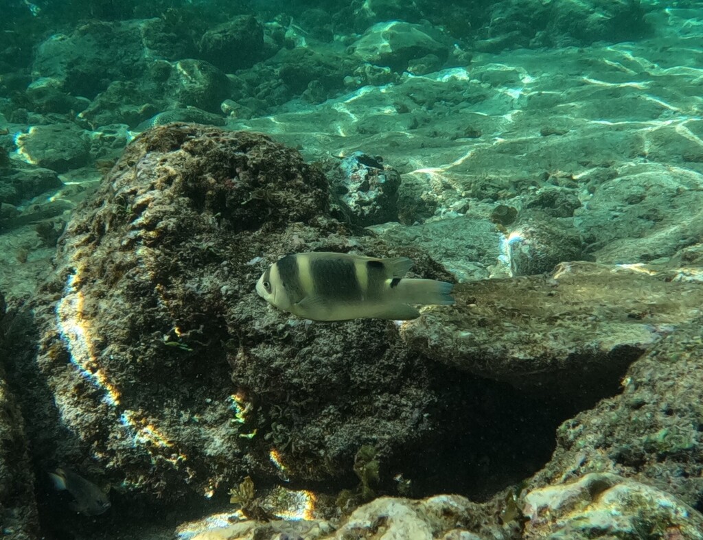 Banded Damsel