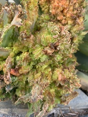 Aceria aloinis