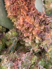 Aceria aloinis