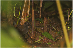 Formicarius nigricapillus