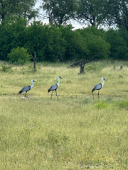Wattled Crane