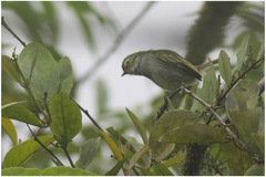 Zimmerius albigularis