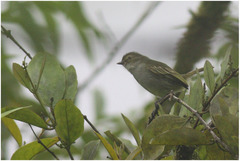 Zimmerius albigularis