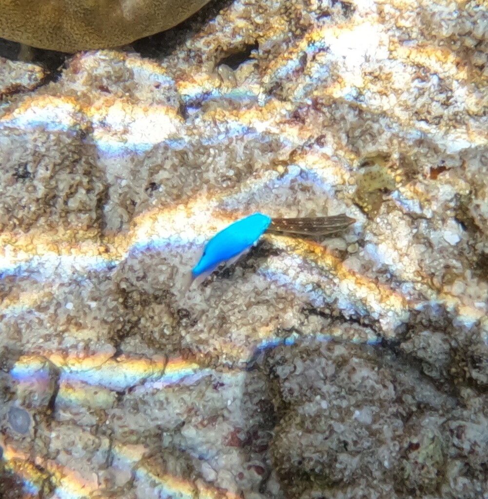 Blue Damsel-fish