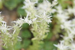 Sedum glaucophyllum
