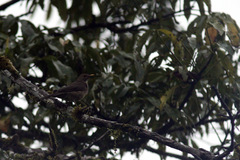 Turdus maculirostris