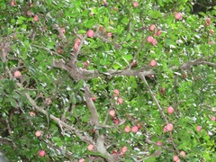 Haplocoelum foliolosum