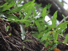 Microgramma mauritiana