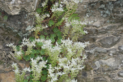 Sedum glaucophyllum
