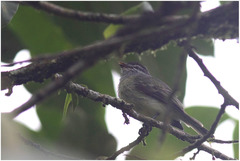 Myiopagis viridicata