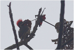 Campephilus haematogaster