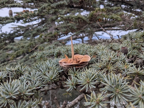 Cedrus brevifolia, photograph 3