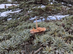 Cedrus brevifolia, photograph (c) Marios Thoma, some rights reserved (CC BY)