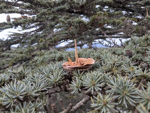 Cedrus brevifolia, photograph 2