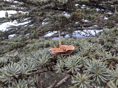 Cedrus brevifolia, photograph (c) Marios Thoma, some rights reserved (CC BY)