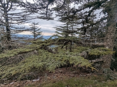 Cedrus brevifolia, photograph (c) Marios Thoma, some rights reserved (CC BY)