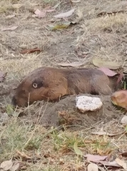 Cratogeomys merriami