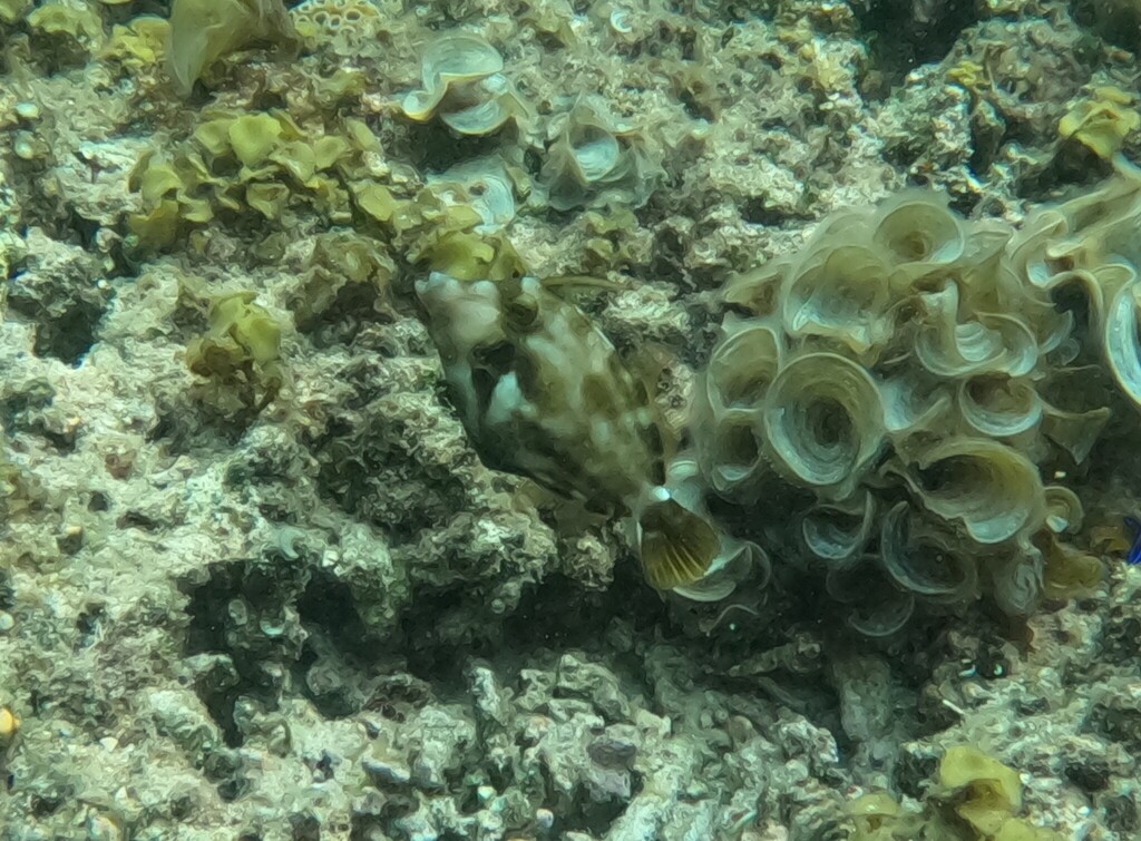 Spectacled filefish