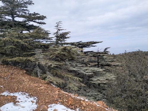 Cedrus brevifolia