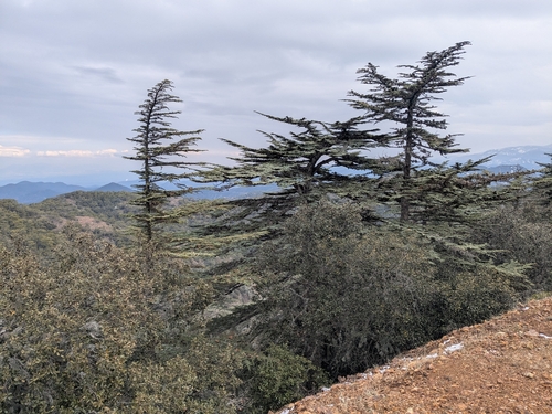 Cedrus brevifolia, photograph 1