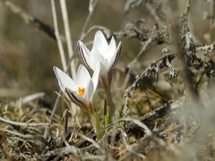 Crocus reticulatus
