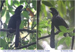 Cephalopterus penduliger
