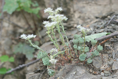 Sedum glaucophyllum