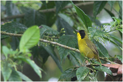 Geothlypis semiflava