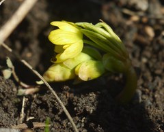 Gymnospermium odessanum