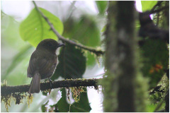 Rhynchocyclus pacificus