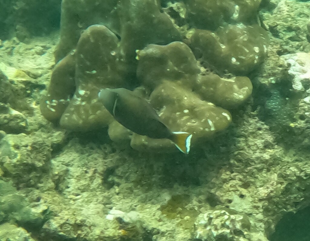 Black Triggerfish