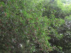 Haplocoelum foliolosum