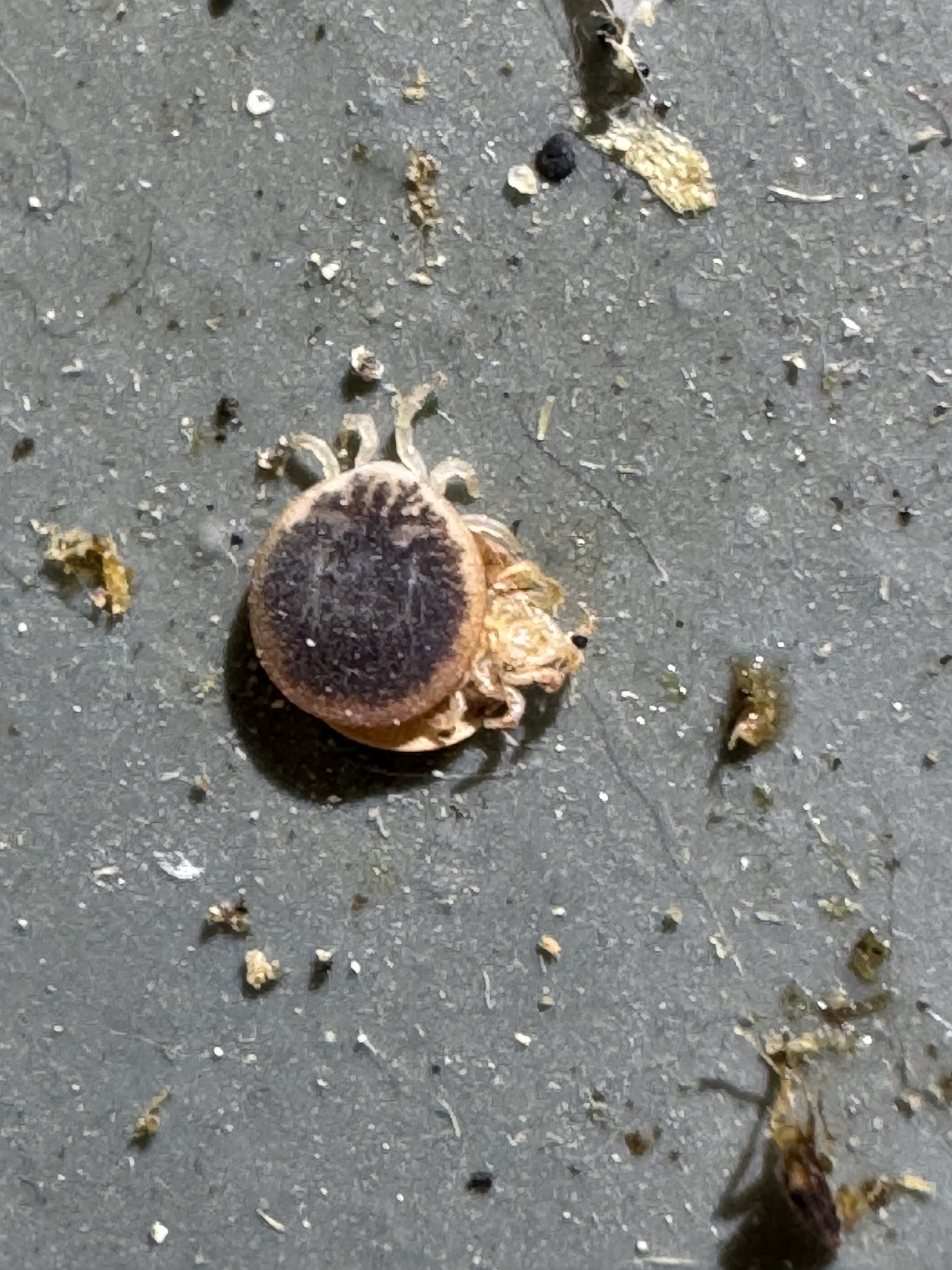 Carios vespertilionis Latreille, 1796